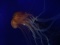 photo suivante : medusa oblonga